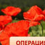 На территории Кунгурского муниципального округа стартовал второй этап межведомственной комплексной оперативно-профилактической операции «Мак-2025» - Газета Новости Кунгурского края