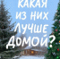 Фотография к материалу: Какую будем ставить? Живую или искусственную? - Газета Искра